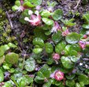 :  > Soleirolia, helxine, dom�c� �t�st� (Soleirolia soleirolii)
