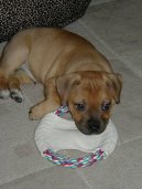 Staford��rsk� bullterier