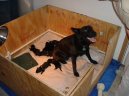 Ps� plemena:  > Stanoven� optim�ln� doby kryt� fen (Veterin�rn� rady)