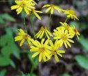 Pokojov� rostliny:  > Star�ek Rowle�v (Senecio rowleyanus)
