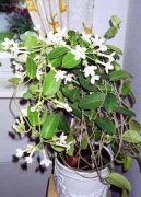 Stefanotis, v�ncovec kv�tnat�
