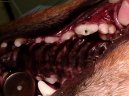 Stomatologie - zubn� v�pln�