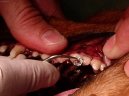 Stomatologie - zubn� v�pln�