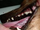 Ps� plemena:  > Stomatologie - zubn� v�pln� (Veterin�rn� z�kroky)