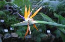 Pokojov� rostliny:  > Strel�cie (Strelitzia)