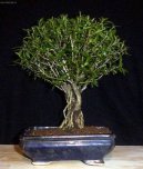 Strom tis�ce hv�zd, serisa