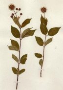 Pokojov� rostliny:  > Sv�zel (Galium)