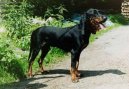 Ps� plemena:  > �v�carsk� mal� honi� (Schweizer Niederlaufhunde)