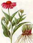 :  > Ter�ovka �zkolist� (Echinacea angustifolia)