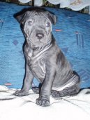 Ps� plemena:  > Thajsk� ridgeback (Thailand-Ridgeback)