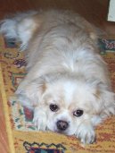 Ps� plemena:  > Tibetsk� �pan�l (Tibetan Spaniel)
