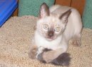 :  > Tonkinsk� ko�ka (Tonkinese Cat)