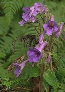 :  > To�ivka (Streptocarpus)