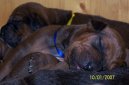 Ps� plemena:  > Tosa Inu (Tosa Inu, Japanese Fighting Dog)