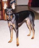 :  > Anglick� toy-teri�r (Toy Terrier)