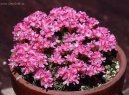 :  > Tr�vni�ka (Armeria)