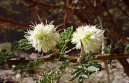 :  > Trnovn�k, ak�cie, ak�t (Acacia)