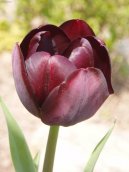 Tulip�n