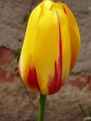 Tulip�n
