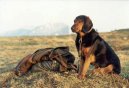 :  > Tyrolsk� honi� (Tiroler Bracke, Tyrolean Hound)