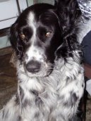 :  > Velk� m�nsterlandsk� oha� (Large Munsterlander)