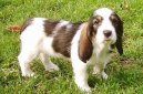 :  > Velk� vend�esk� hrubosrst� baset (Grand basset griffon vendeen)