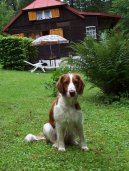 :  > Vel��pringr�pan�l (Welsh Springer Spaniel)