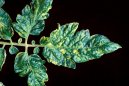 :  > Virov� onemocn�n� (Virus diseases of plants)