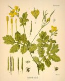 :  > Vla�tovi�n�k V�t�� (Chelidonium majus L.)