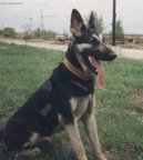 :  > V�chodoevropsk� ov��k (East European Shepherd)