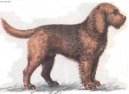 :  > Vydra� (Otterhound)