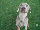 :  > V�marsk� oha� (Weimaraner, Weimaraner Vorsterhund)