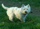 :  > Westhajlendsk� teri�r (West Highland White Terrier)