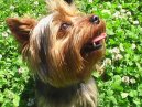 :  > York��rsk� terier (Yorkshire Terrier)