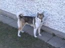 Z�padosibi�sk� lajka