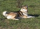 Z�padosibi�sk� lajka