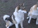 :  > Z�padosibi�sk� lajka (West Siberian Laika)