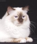 :  > Zbarven� Chokolate point (Care of hair)