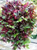 :  > Zebr�na, Pruhovatka (Zebrina pendula)