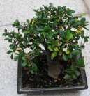 :  > Zimostr�z (Buxus Harlandii)