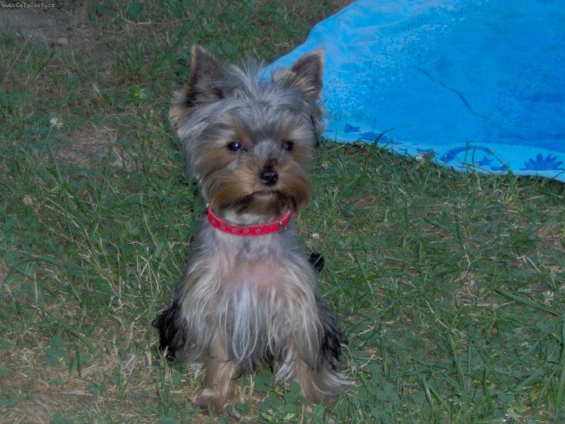 Foto: Charlie