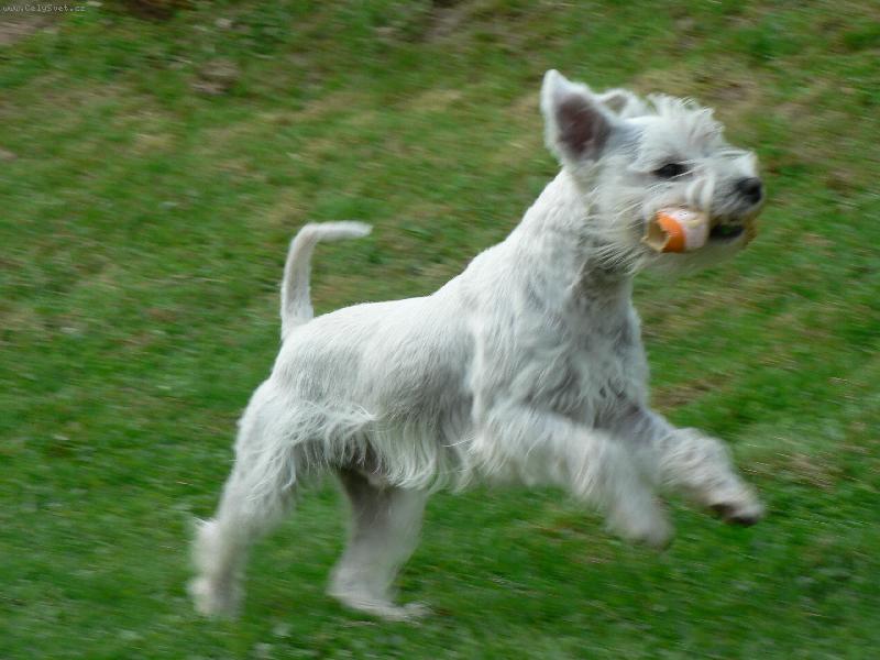 Foto: Cyrus