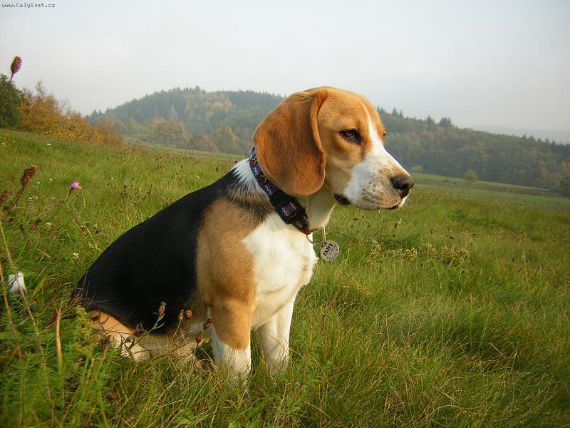 Foto: INDY II
