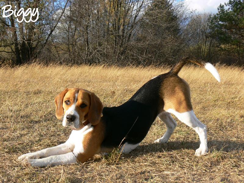 Foto: �klon-Biggy