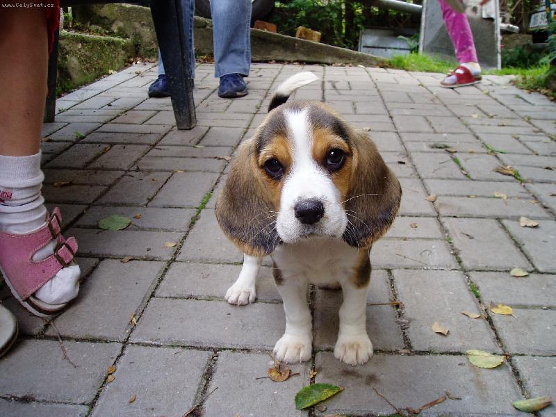 Foto: poprv� doma