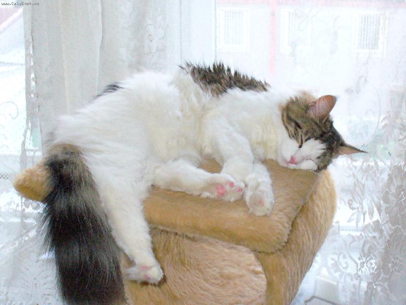 Foto: Mia