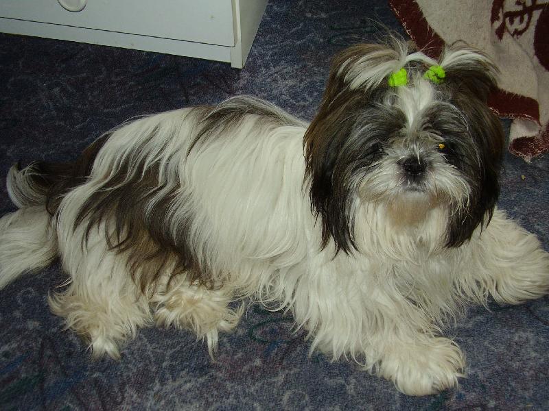 Foto: Ginka