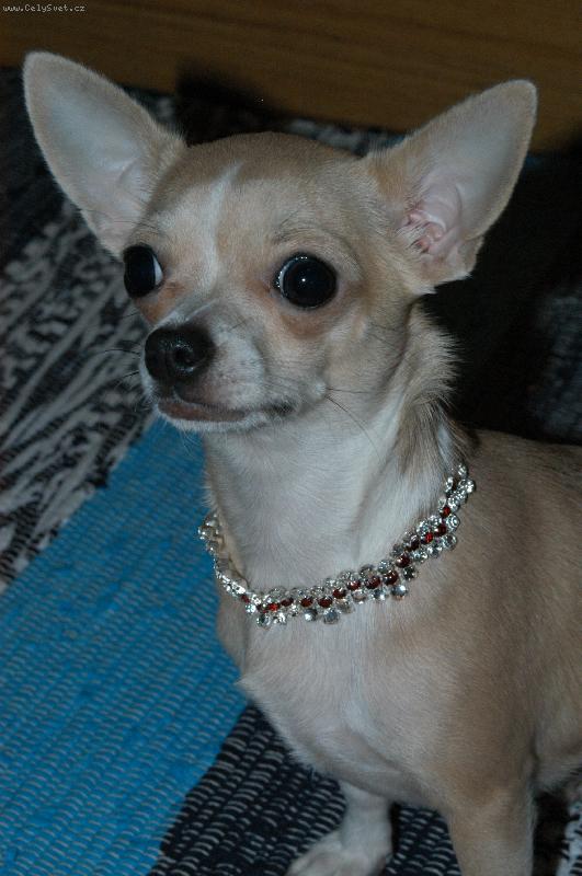 Foto: Daisy