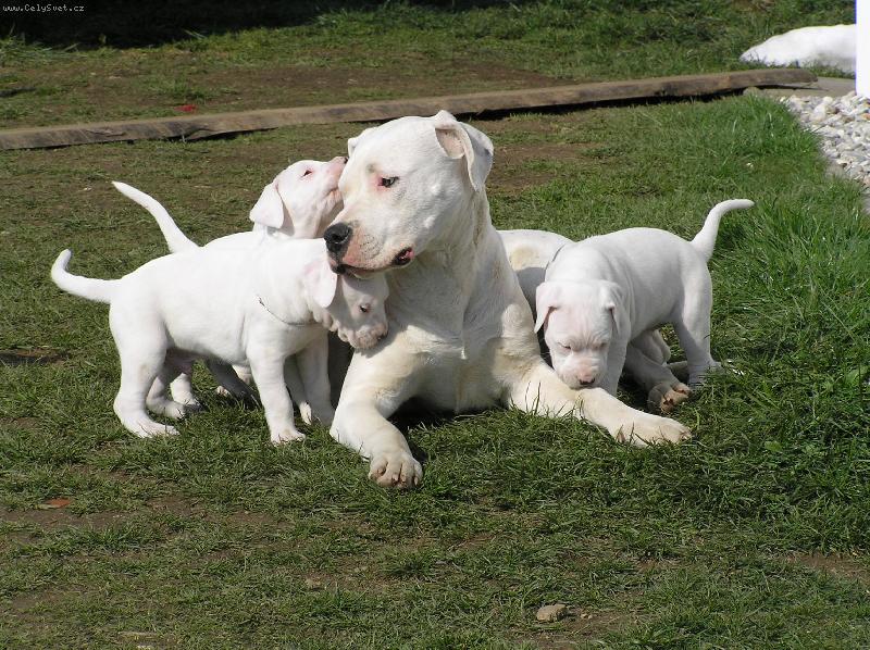 Foto: Pacha   vrh D