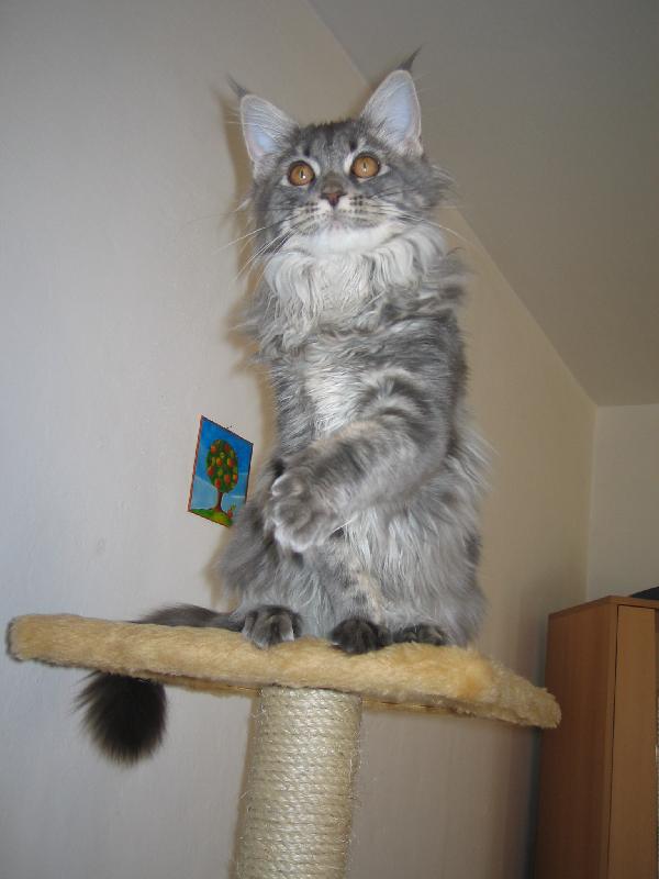 Foto: Maia